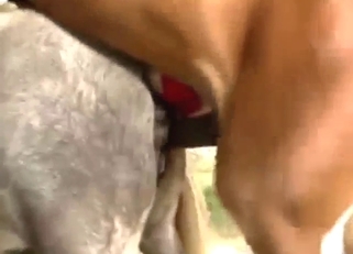 Stallion dominating that wet animal pussy