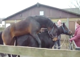 Horse fucking with two animals that love gape