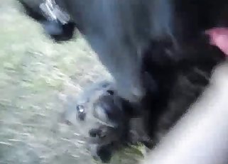 Dogs enjoying hot dog things