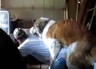 Doggy style drilling by a dirty dog