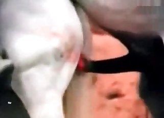 Two white horses getting it on